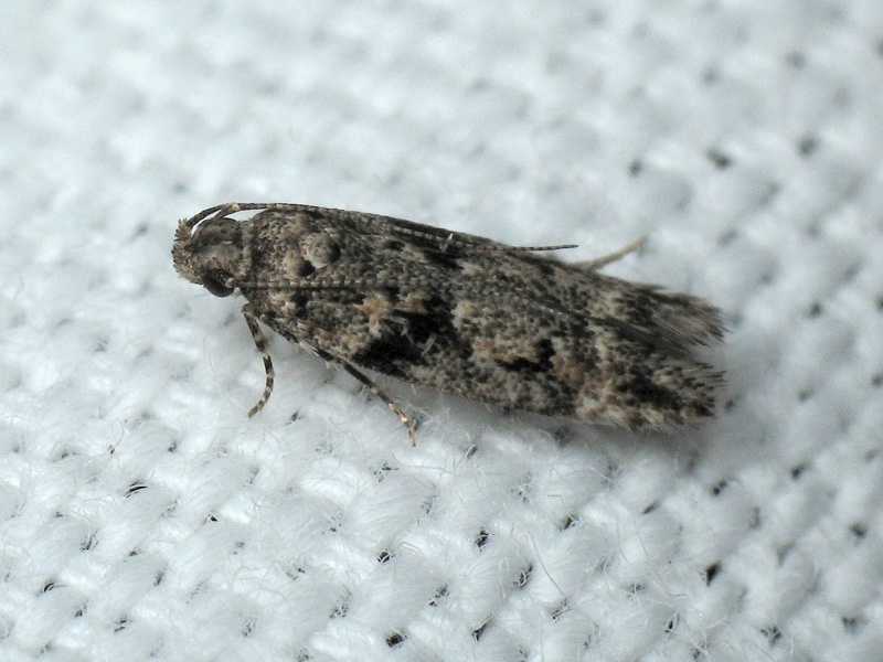 Lepidoptera